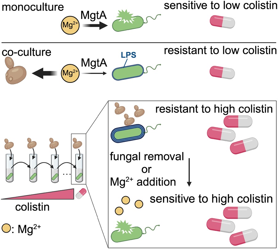PLOS Biology (@plosbiology) on Twitter photo Interactions with #fungi can suppress or promote bacterial fitness. <a href="/HsiehYp/">Yu-Ying Phoebe Hsieh</a> <a href="/HarmitMalik/">Harmit S. Malik</a> &co uncover a widespread form of antagonism, in which fungi sequester Mg2+ to lower fitness of gram -ve #bacteria, impacting #colistin resistance #AMR #PLOSBiology plos.io/4czsqd3 Interactions with #fungi can suppress or promote bacterial fitness. <a href="/HsiehYp/">Yu-Ying Phoebe Hsieh</a> <a href="/HarmitMalik/">Harmit S. Malik</a> &co uncover a widespread form of antagonism, in which fungi sequester Mg2+ to lower fitness of gram -ve #bacteria, impacting #colistin resistance #AMR #PLOSBiology plos.io/4czsqd3