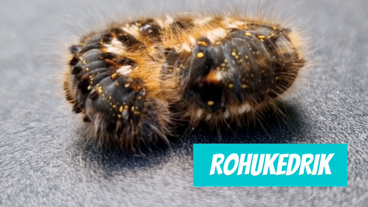 Rohukedrik (Euthrix potatoria; Drinker) youtube.com/shorts/djNaXbd… 

🎥 Jane Pärnalaas
📍#Eesti, #Lääne maakond, Lääne-Nigula vald, #Kullamaa küla, Kullamaa
🕐 2024-06-08

#Rohukedrik #Euthrixpotatoria #Drinker #Liblikas #Röövik #drinkermoth #butterflytobe #caterpillar