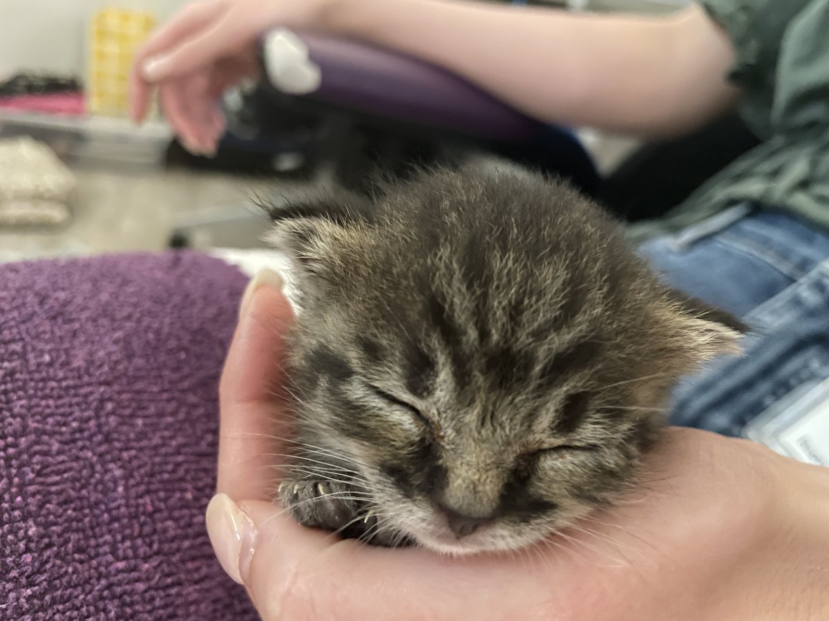 Foster now and change a life! grapevinetexas.gov/1691/Foster-Ho…