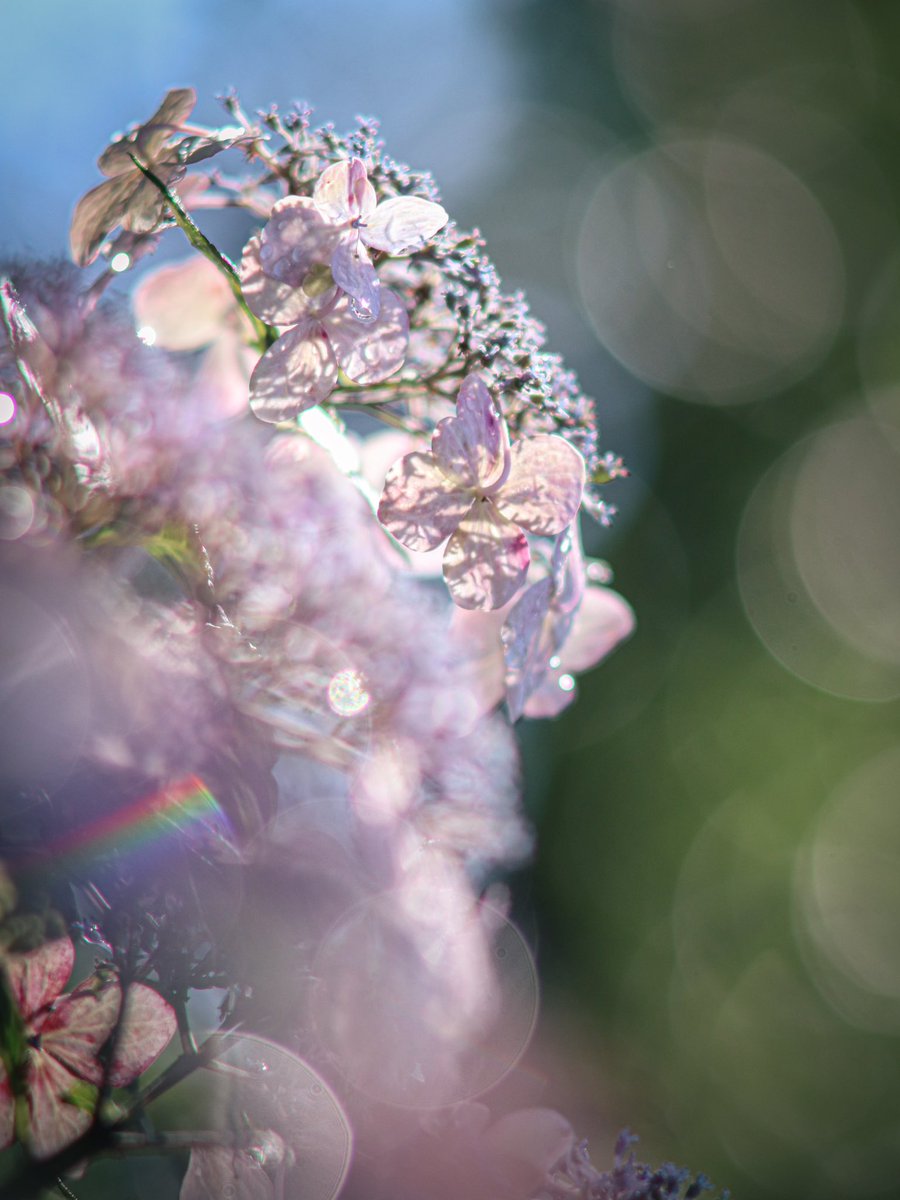forestcat7771's tweet photo. 久しぶり！

紫陽花色変。 https://t.co/Kxtpah70k6