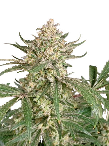 crop_house's tweet photo. Looking for a new favorite strain? Glookie Bomb is here to take your cannabis experience to the next level! 🌿

A perfect blend of Gorilla Bomb and Girl Scout Cookies delivers a strain with a rich, sweet flavor and dense, frosty nugs!

#GlookieBomb #CropHouse #StrainOfTheDay https://t.co/hXja0H2uJm