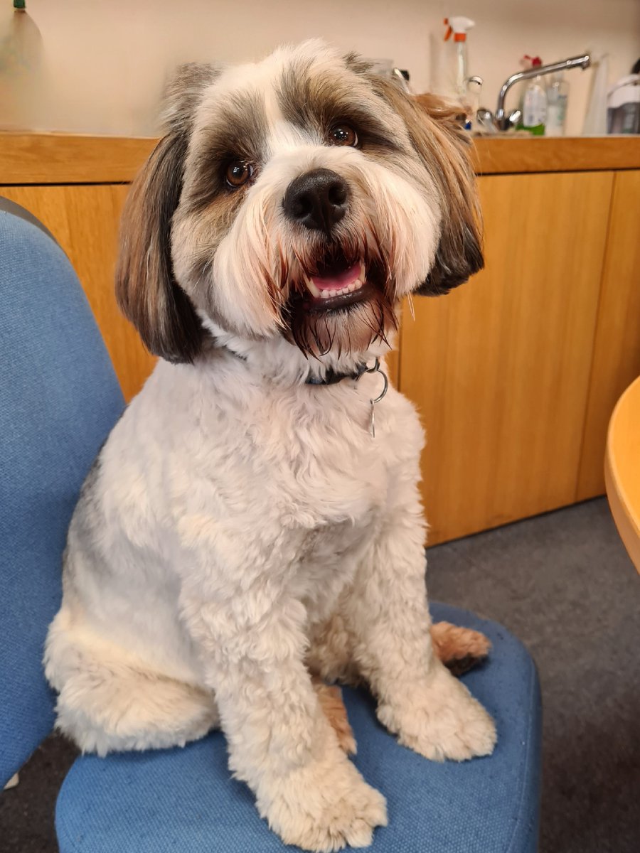 Good morning from our office dog #bringyourdogtoworkday #takeyourdogtoworkday