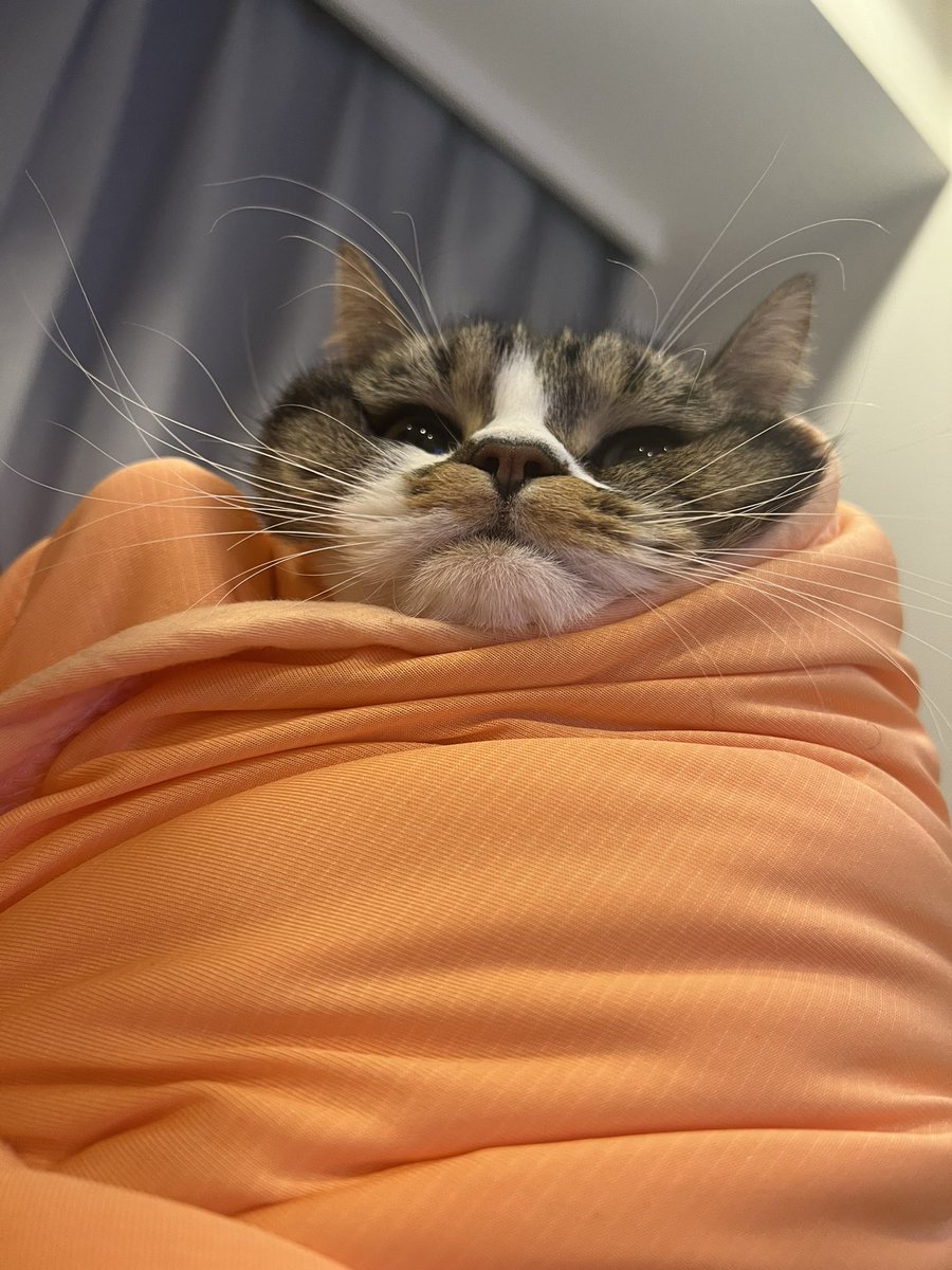 怖いか？　この可愛すぎるウチの猫が https://t.co/mPtm4Uxmd0
