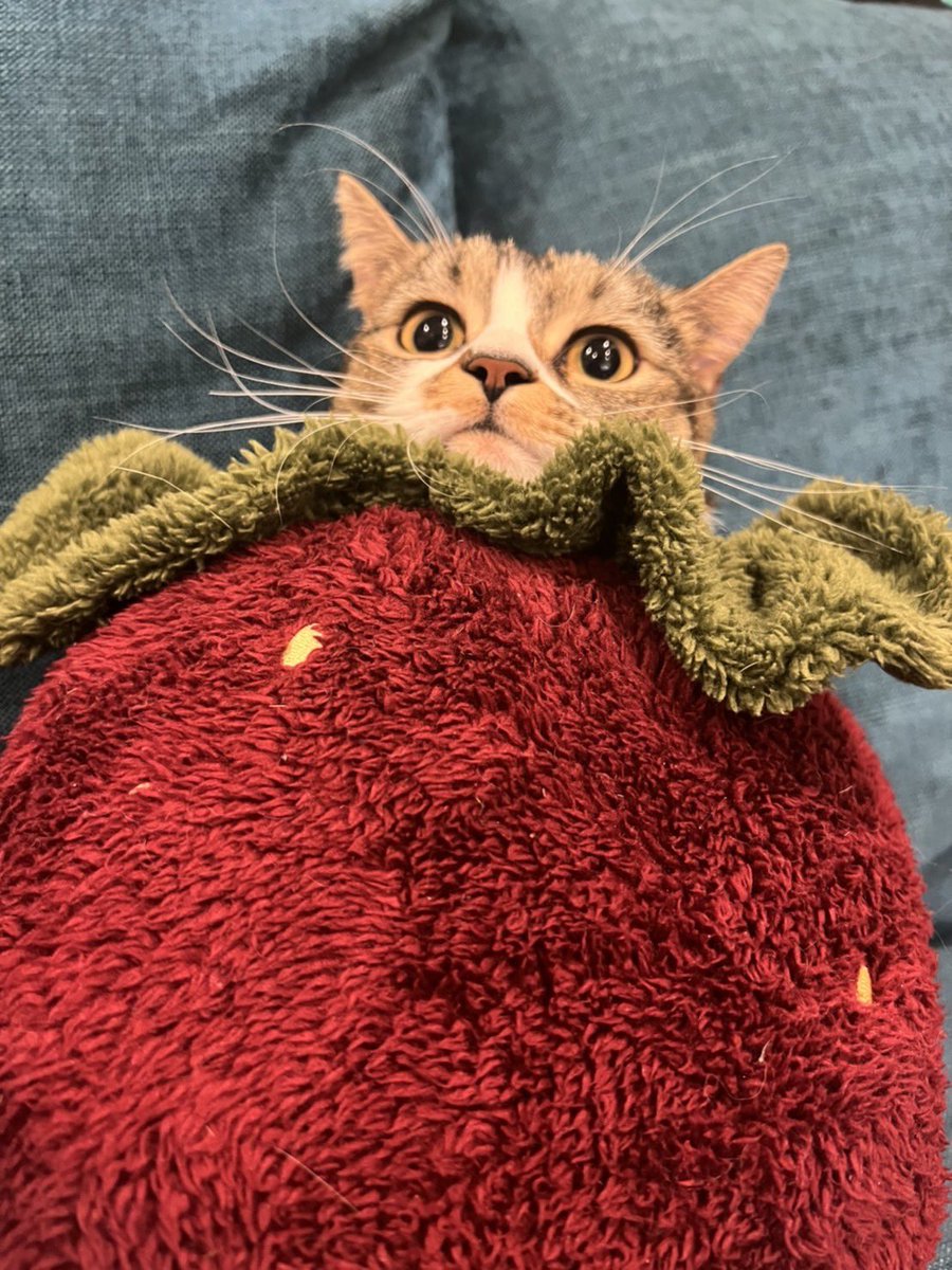 怖いか？　この可愛すぎるウチの猫が https://t.co/mPtm4Uxmd0