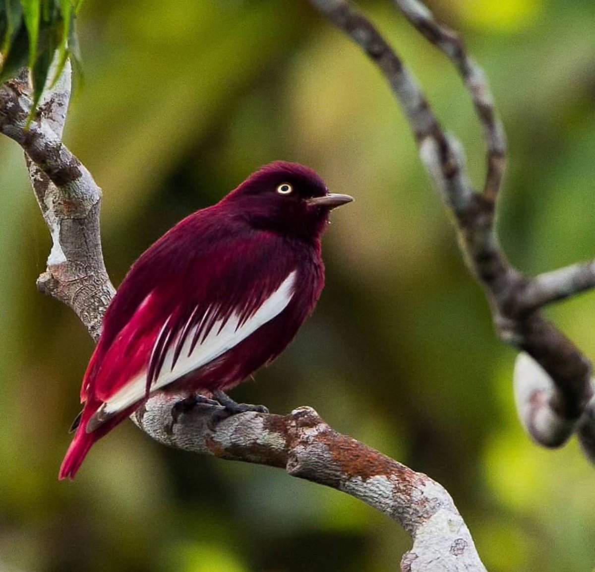 tedaiyanb's tweet photo. 🤔🖼️ pompadour Cotinga 🐦🔴 … ✨✨🤔
#pompadour #cotinga #bird https://t.co/7iesgWKuwV