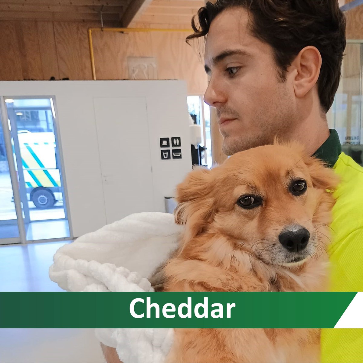 DierenAmsterdam's tweet image. Cheddar kwam apathisch uit een bosje gewandeld. 
Snel naar de spoedkliniek: zo stoned als een garnaal. Waarschijnlijk had hij ontlasting met drugs gegeten. #Beterschap, Cheddar!
In 2023 hebben wij 1110 ritten voor honden gereden. Help ons dieren helpen: dierenambulance-amsterdam.nl/help-mee/donat…