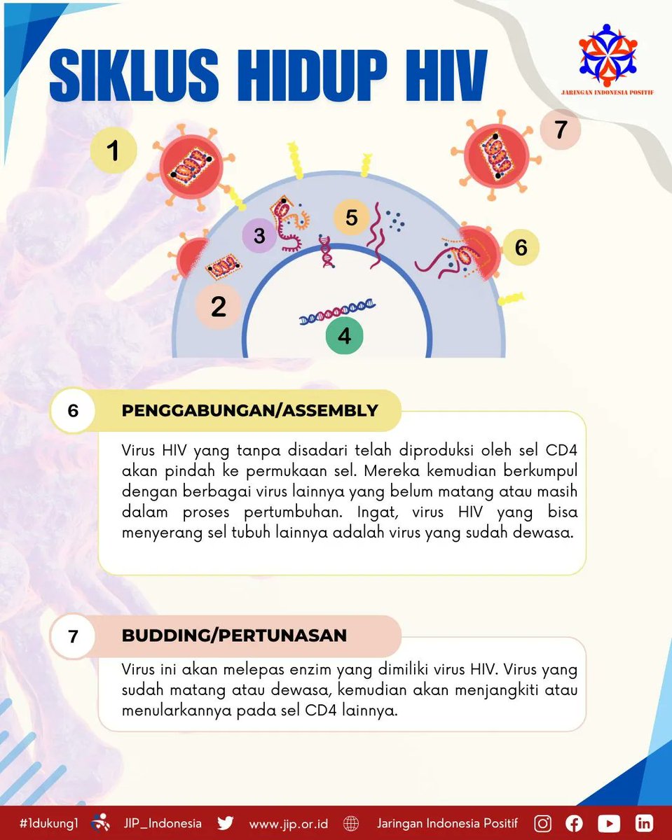 Siklus hidup HIV terdiri dari tujuh tahap, simak penjelasannya berikut ini!

#jaringanindonesiapositif #focalpointjip #1dukung1 #hiv #indonesiasehat