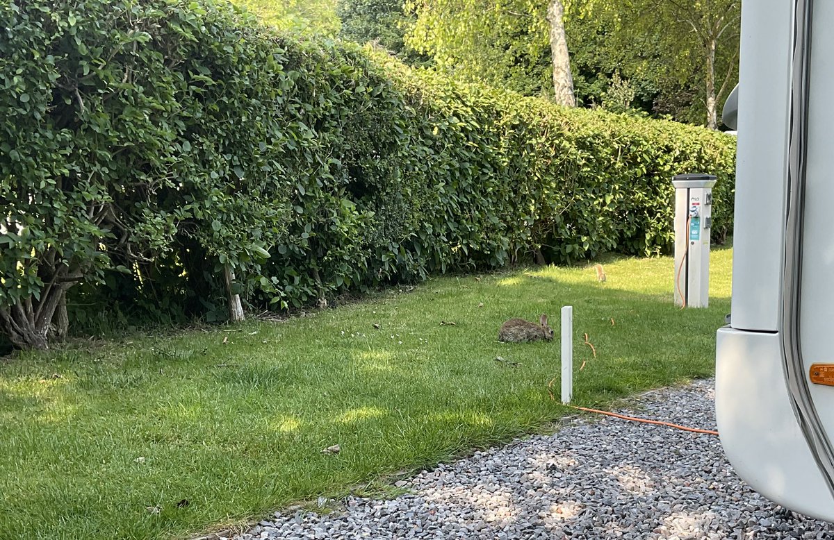 CaraVanOlogy's tweet photo. @CaravanVlogger I see your deer and raise you a bunny and a squirrel! https://t.co/WV4yW5I6bv