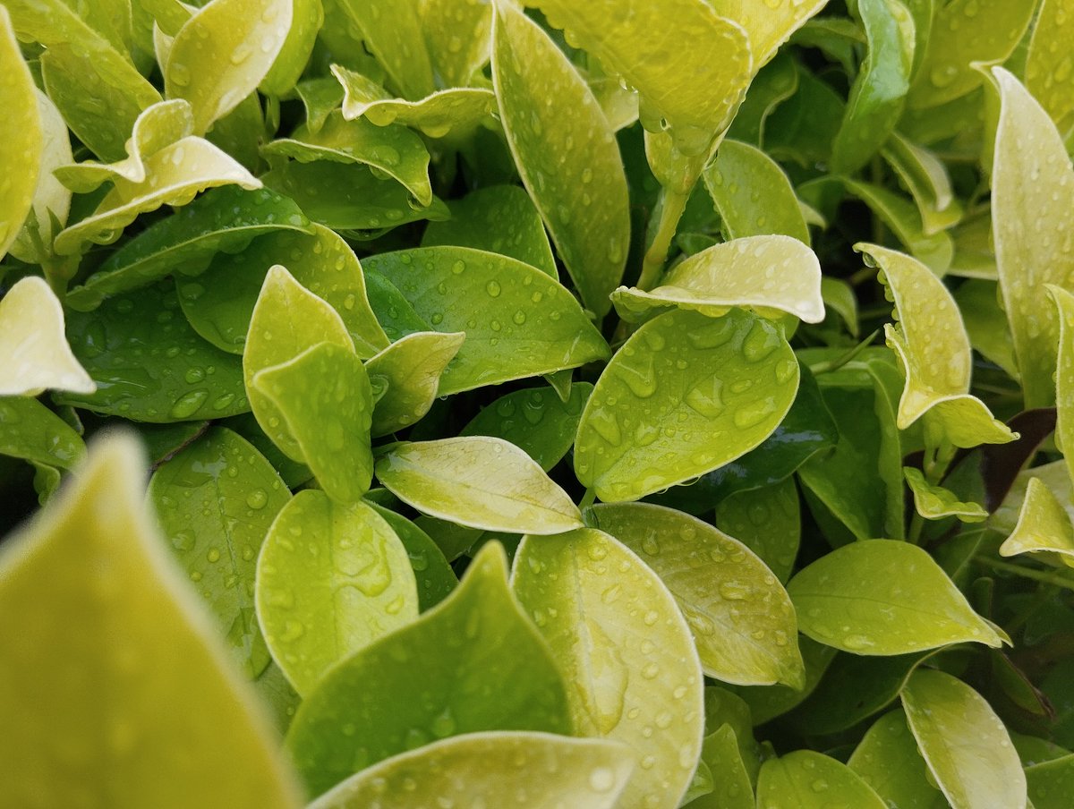 carlterver's tweet image. Stepped into the morning drizzle to get provision at the shop and photographed this little thing.

Photograph is taken with my #Redmi #Note12 @Xiaomi @Xiaomi