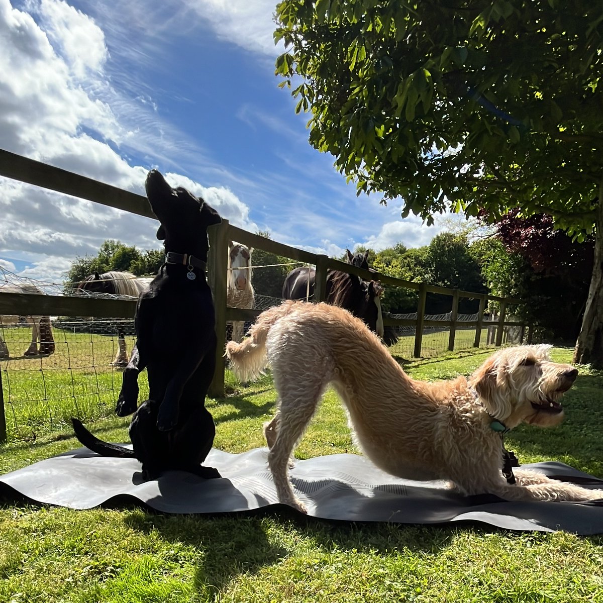 Did you know today is #WorldMusicDay #InternationalYogaDay and #BringYourDogToWorkDay? 🐶🎵🧘

That's a lot to celebrate in one day! So we combined them into the office dogs doing yoga while listening to music. Our ponies were very interested in this, can you spot them? 😂👀