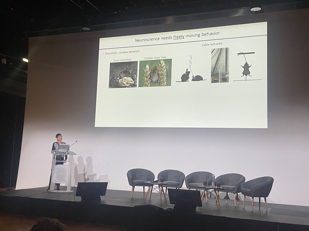 “Neuroscience needs freely moving behaviour” Yevgenia Kozorovitskiy #SLB2024