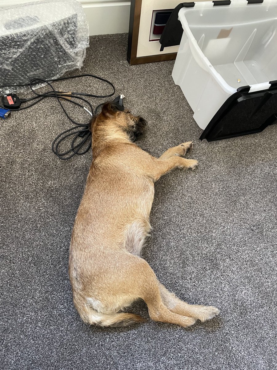 PeggyBorder's tweet photo. I *am* being helpful with the unpacking mum! Look, my noggin is resting on the electrical lead you were looking for, and my paw is pointing at an empty box you can put away 🤭
#BTPosse #AlwaysHelping https://t.co/Tydq41rAMy