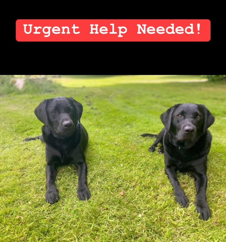 DogsForTheDisabled (@dogsfordisable1) on Twitter photo PLEASE HELP! We’re looking for some urgent overnight/weekend homes in the Cork area for some of our training dogs from this weekend,lots of our regular volunteers are on holidays. Pls get in touch ASAP if you can help 💜 Call us now at 021 4316627 or email info@dogsfordisabled.ie PLEASE HELP! We’re looking for some urgent overnight/weekend homes in the Cork area for some of our training dogs from this weekend,lots of our regular volunteers are on holidays. Pls get in touch ASAP if you can help 💜 Call us now at 021 4316627 or email info@dogsfordisabled.ie