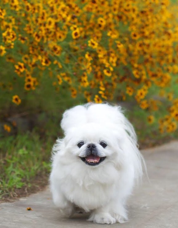 Vertigo_NM's tweet image. A walk between rain🐶🐾🌼
#Pekingese
#MilfyThePekingese
#JuneVibes
#RainySeason
#Sanvitalia
#FlowerLanguageIsLookAtMe
#HappyFriday
#SweetSmile
#HaveAPeacefulDay