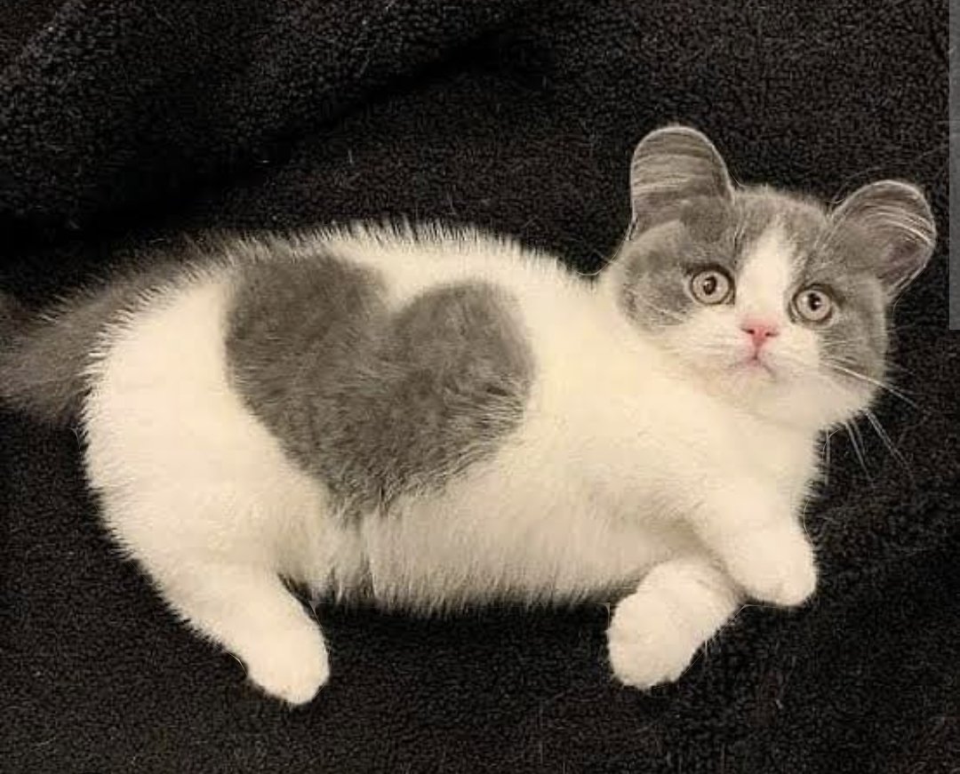 Weddingfirework's tweet photo. How is life for you today?  Have you had a laugh? Or a hug from a friend? When was the last time you cuddled a kitten?  Tomorrow brings a new day for you to find joy. #haveaheart https://t.co/qAPkKPIJMy