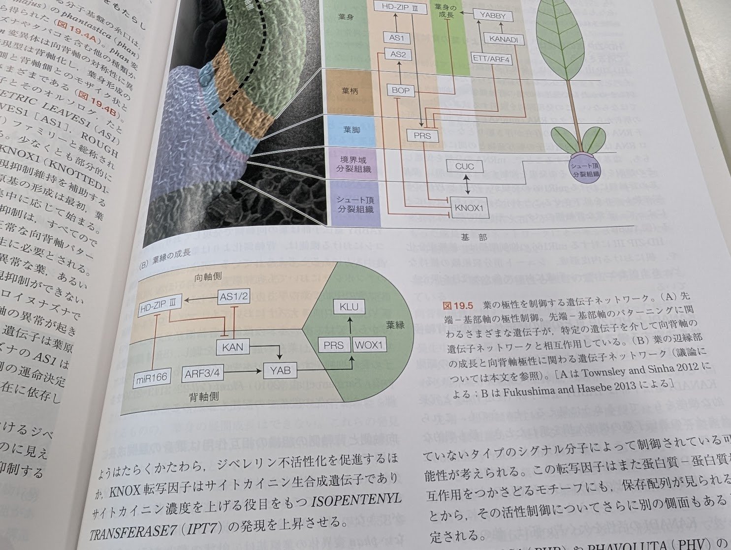 植物生理学・発生学 原著第6版 （テイツ／ザイガー 植物生理学