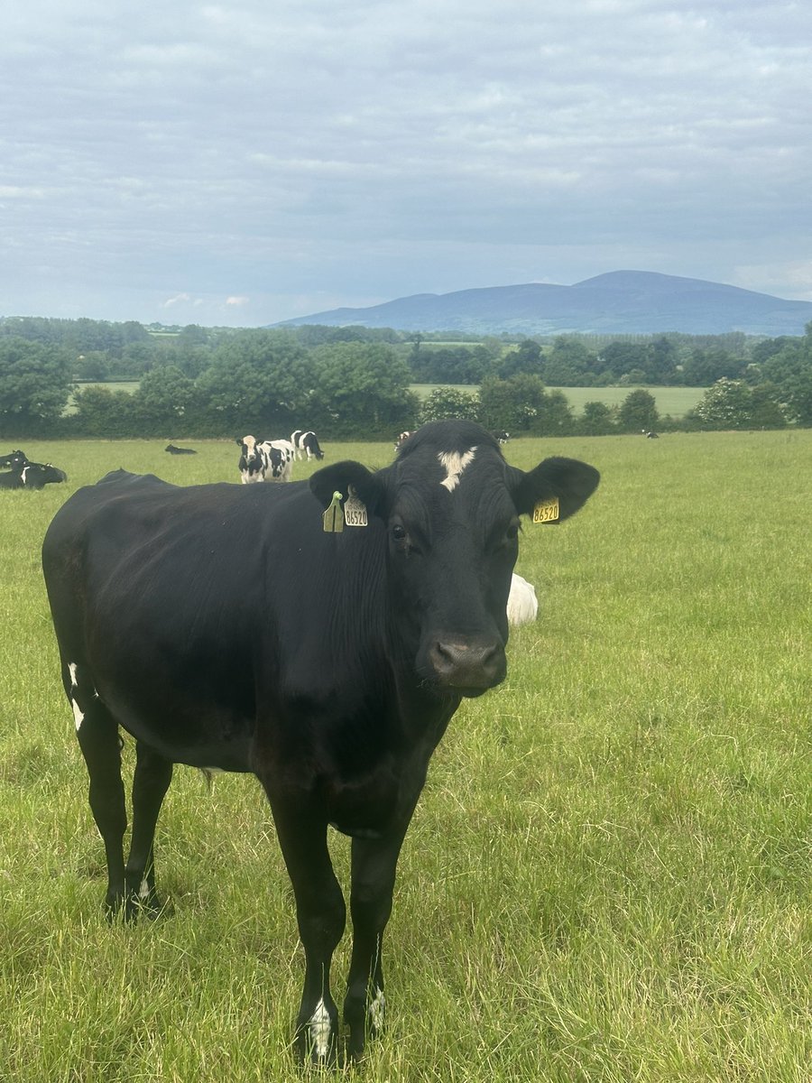 Thanks to Noel for coming to hear about farming, UCD, <a href="/GoldenVResearch/">Golden Vale Research</a>, our efforts in the <a href="/clonmelshow/">Clonmel Show</a> to promote biodiversity and how this guy let me down with a bang at 12:08🤦🏼

open.spotify.com/episode/3bOS4r…