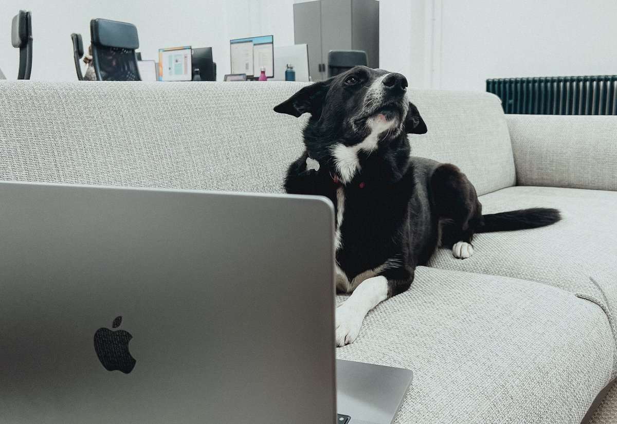 It's National #BringYourDogToWorkDay 🐾

Meet Adaptable's office dog and Chief Happiness Officer, Lincoln. 🐶👋

(Also known professionally as "Nick" due to a first-day-at-work name mix-up - we've all been there)