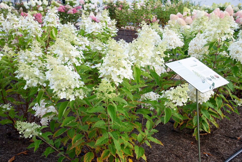Hydrangea happiness awaits 😊 

On Thursday 27 June, 4pm – 4:30pm, drop in to the Learning Studio to join our Gardening Advice team for a 30 minute talk on hydrangeas, followed by a question and answer session. 

For more info, visit bit.ly/3VMMYcd

(📷 RHS/Fiona Lea)