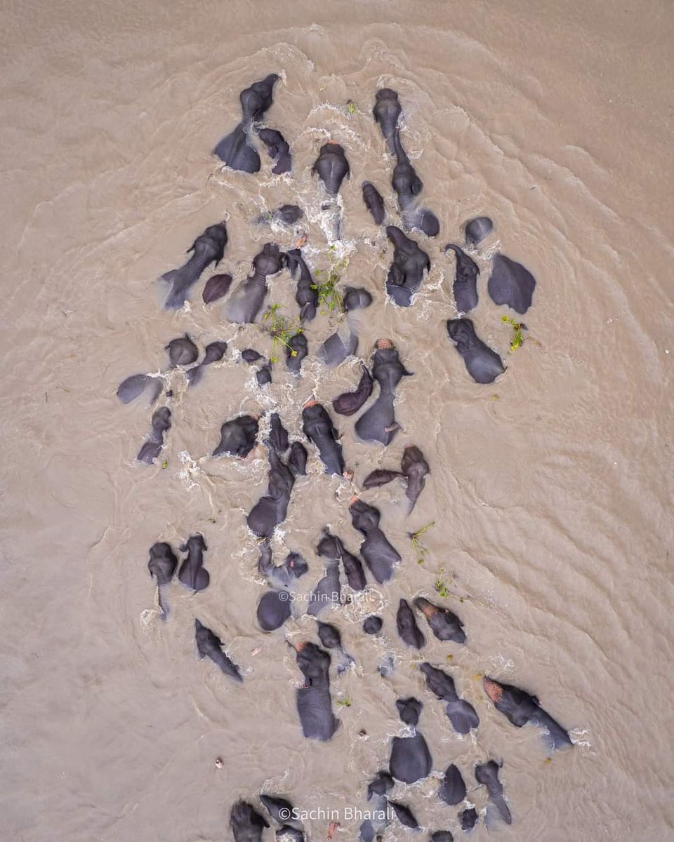 SAGE- Stripes And Green Earth Foundation tweet media