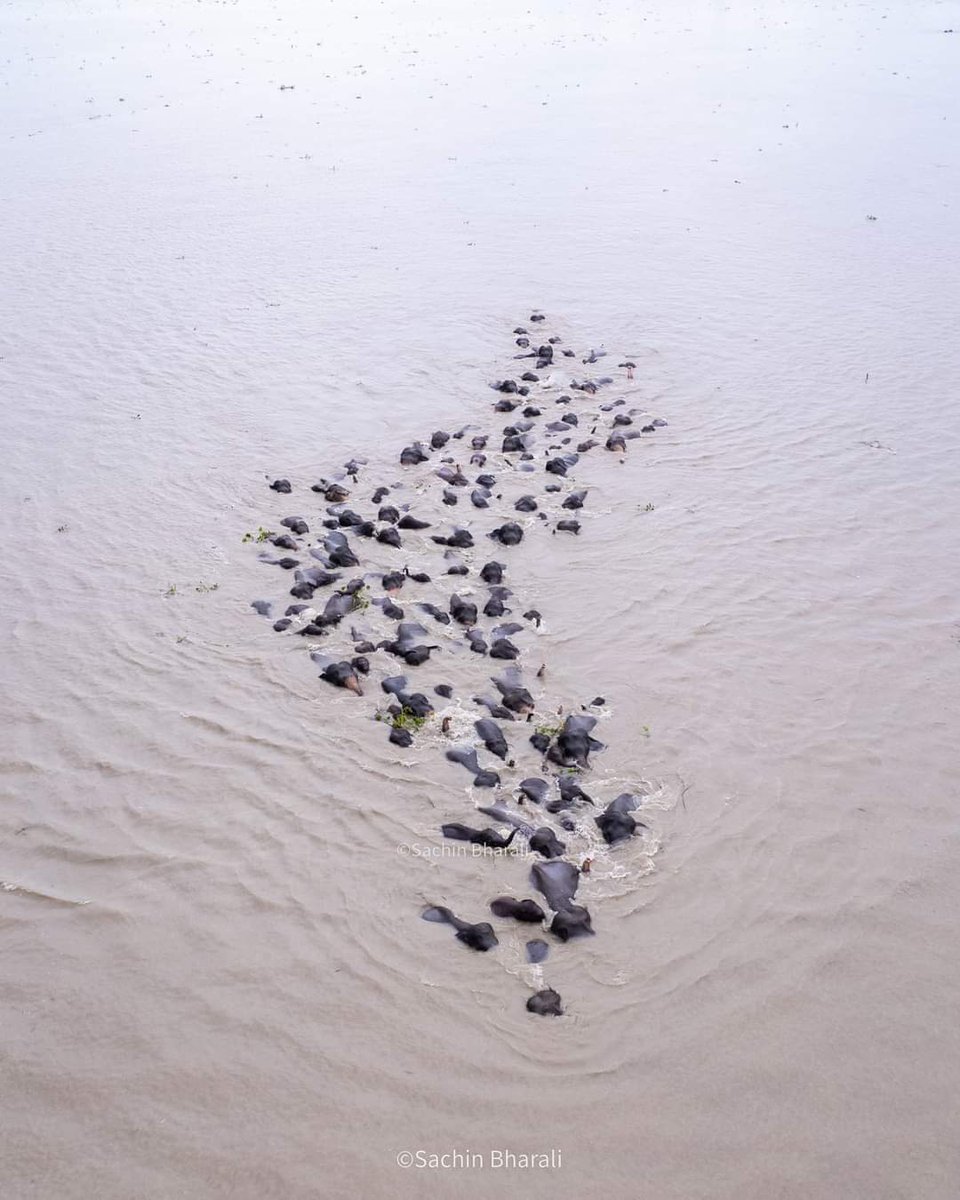 SAGE- Stripes And Green Earth Foundation tweet media