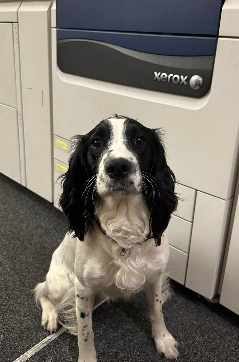Secprint Ltd (@secprintltd) on Twitter photo 🐶 Today is Take Your Dog to Work Day!
Here's our Mara, who is actually here every day, so it's KEEP Your Dog at Work Day for us! 😁
Drop your puppy pics in the comments… 👇🏼
#takeyourdogtoworkday #puppy #dogs #doglover 🐶 Today is Take Your Dog to Work Day!
Here's our Mara, who is actually here every day, so it's KEEP Your Dog at Work Day for us! 😁
Drop your puppy pics in the comments… 👇🏼
#takeyourdogtoworkday #puppy #dogs #doglover