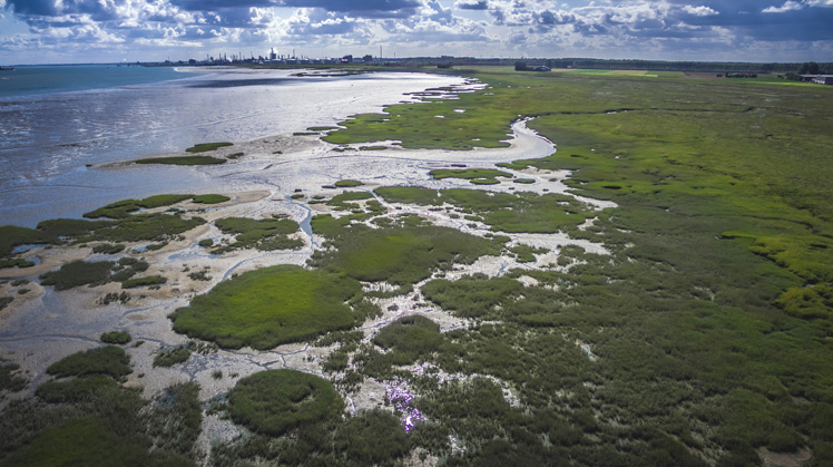 ‼️Het Schelde estuarium is weer verder achteruit gegaan‼️

Het estuarium vertoont niet de dynamiek die beoogd wordt en de negatieve trends zetten zich door in de periode 2016-2021.

#ShiftingDeadlineSyndrome

Zie het T2021 evaluatierapport: vliz.be/en/imis?module…