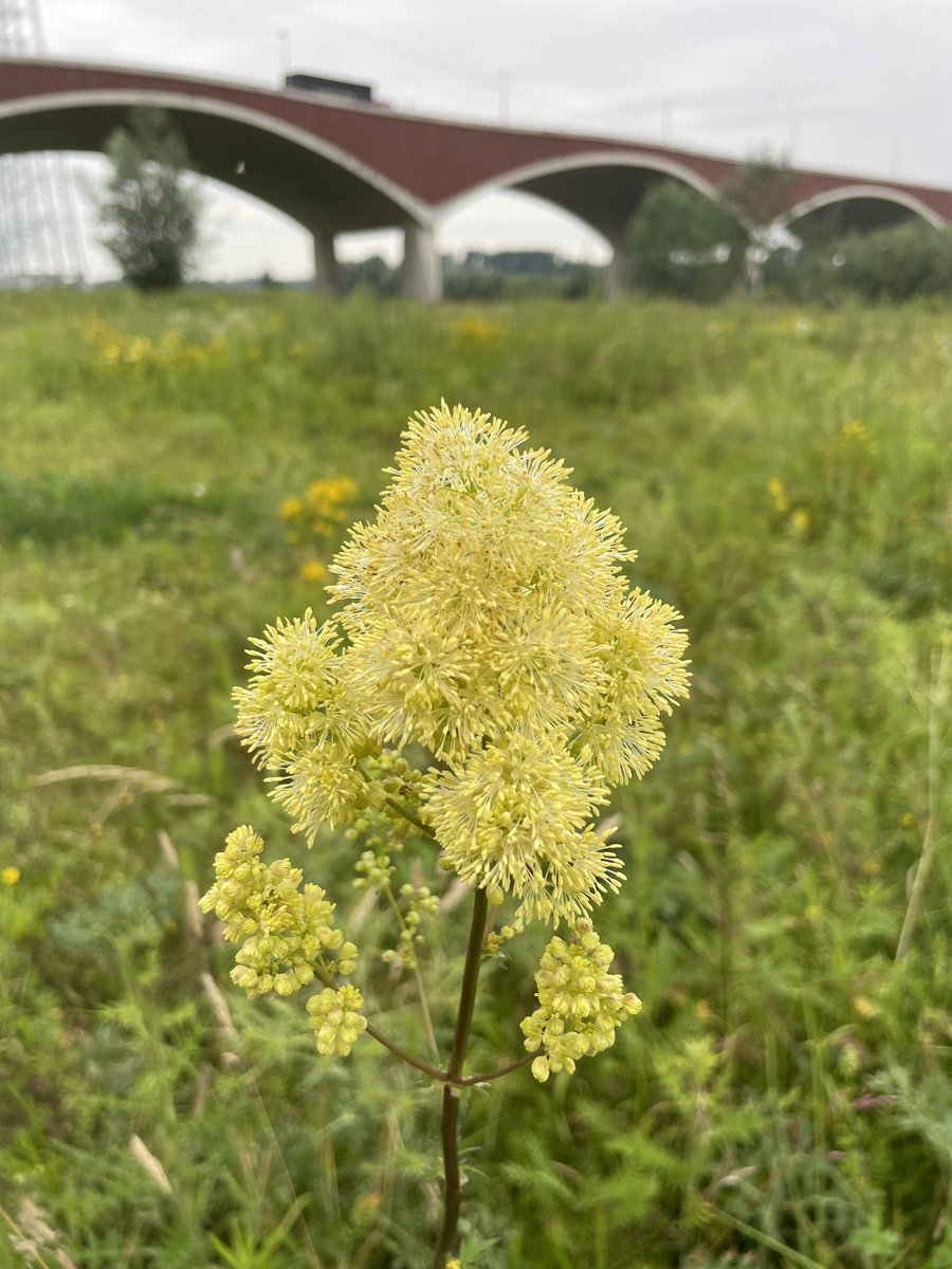 Listening to very inspiring speakers at celebrating 35 yrs <a href="/ARKNatuur/">ARK Rewilding Nederland naar Bluesky</a> <a href="/rewild/">Re:wild</a>. Right next to one of their sites. Beautiful. #poelruit