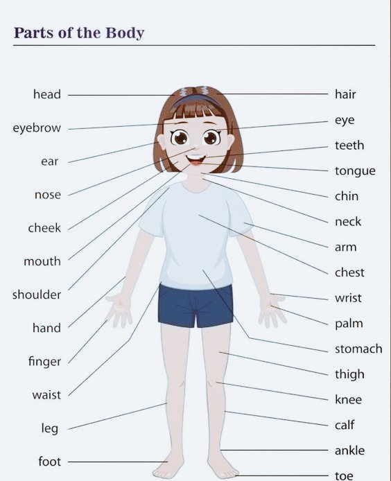#bodyparts