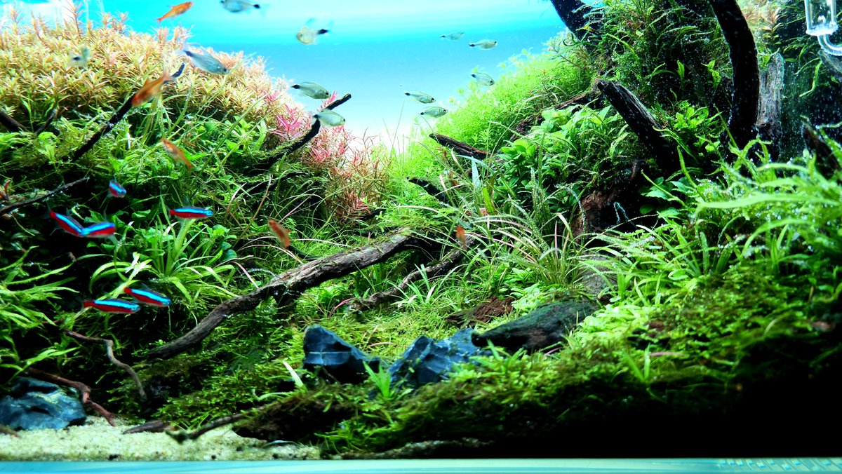 Naka58316413's tweet photo. 今日は仕事帰宅後一番にメイン水槽観賞してからの撮影🌿
今週もお疲れ様です https://t.co/OzV1xoBchJ
