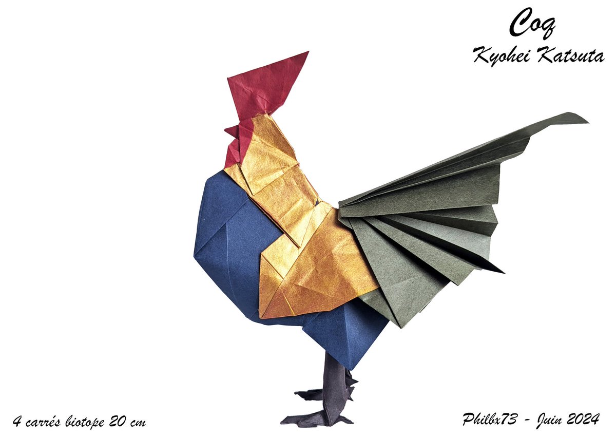 Coq de Kyohei Katusta