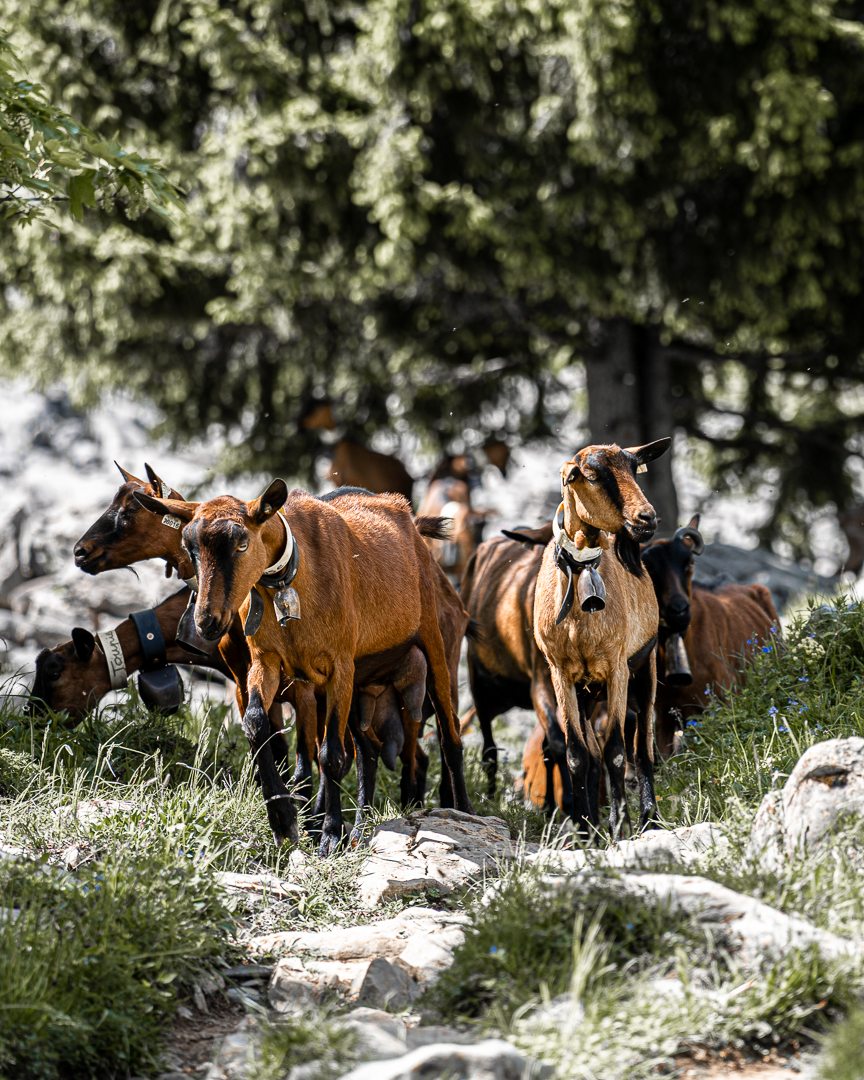 mongrandbo's tweet photo. Que c'est BO! les alpages fleuris. 🌺
Et nous ne sommes pas les seuls à en profiter !

#legrandbornand #monGrandBo #village #alpage #aravis #chalet https://t.co/ML4JbGjRm2