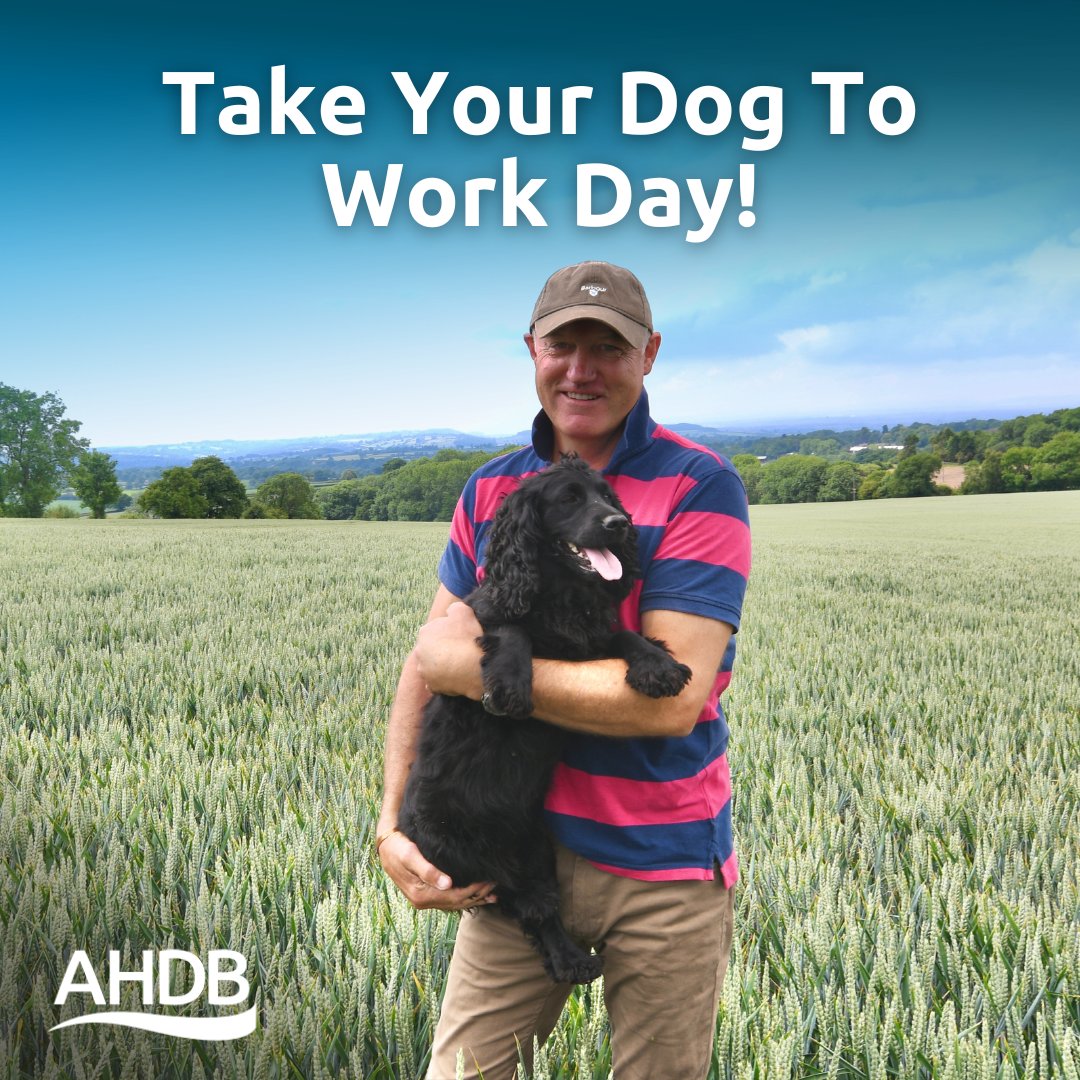 TheAHDB tweet picture