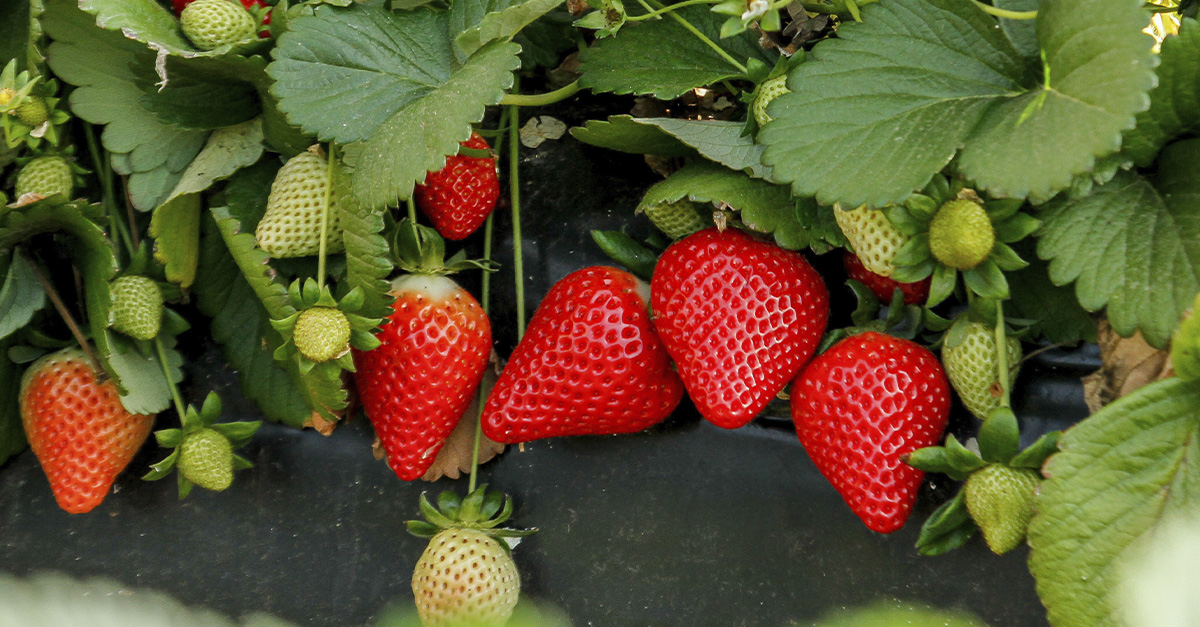planasa_group's tweet image. Our #RedSayra variety continues to meet the expectations set, both in terms of earliness and yield. These characteristics have contributed to this variety being one of the most widely planted in Spain. 🌱🍓

We are already looking forward to next season! 💚

#planasa #strawberry