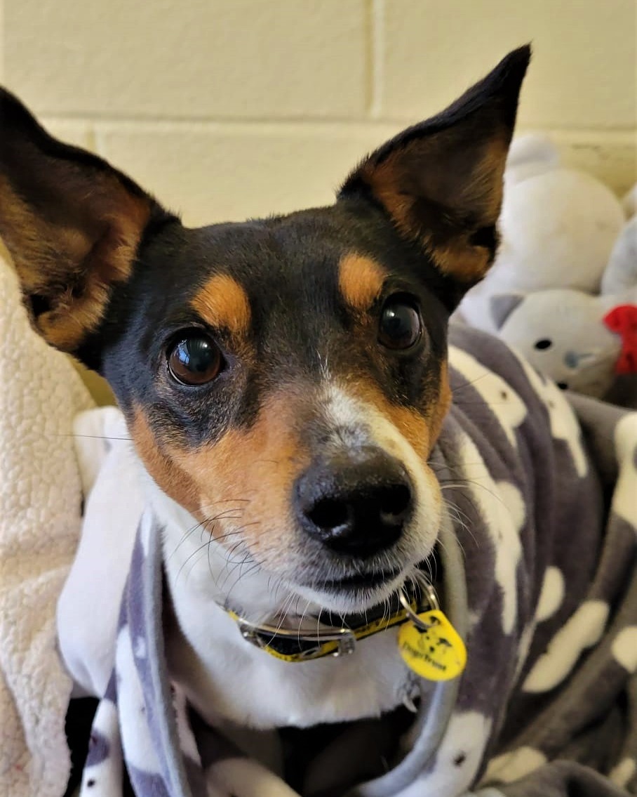 DogsTrust West Calder (Edinburgh) and Dundee tweet media