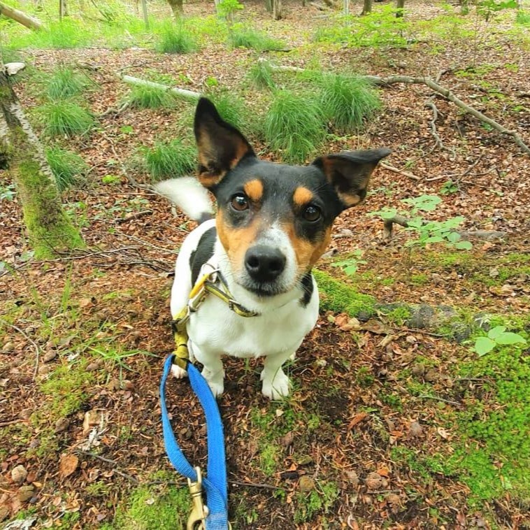 DogsTrust West Calder (Edinburgh) and Dundee tweet media