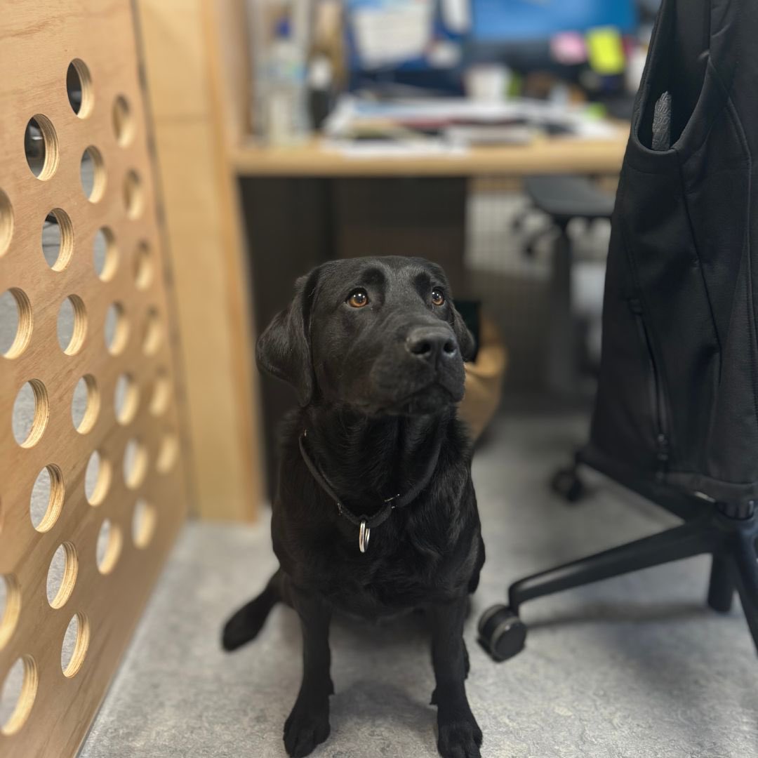 Irish Guide Dogs for the Blind tweet media
