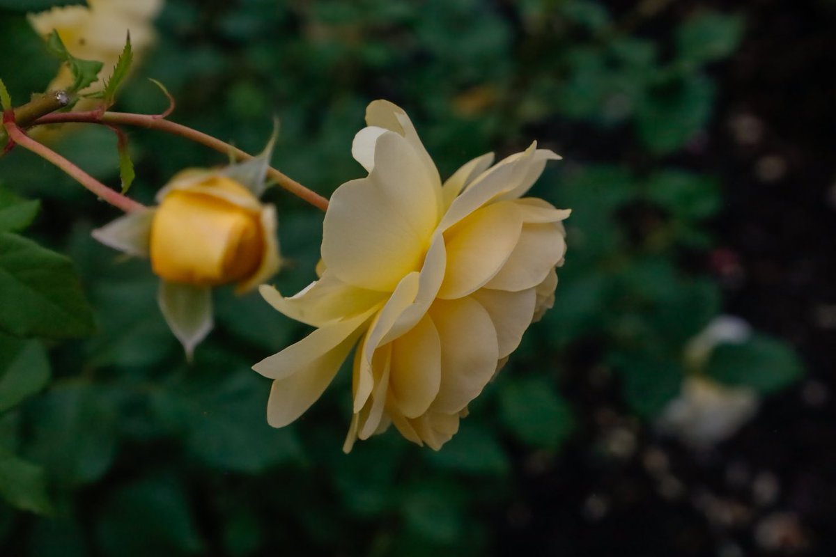 alliemcrowe's tweet photo. The Poet’s Wife @DAustinRoses #FlowersonFriday #funwithflowers #FridayVibes https://t.co/Jep9xWzenT