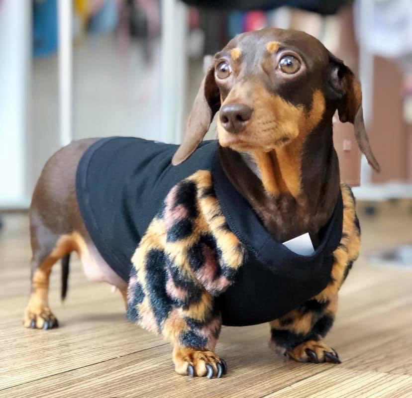 JaneyGodley's tweet photo. Tell me how cute she looks https://t.co/EQwOpveJP0
