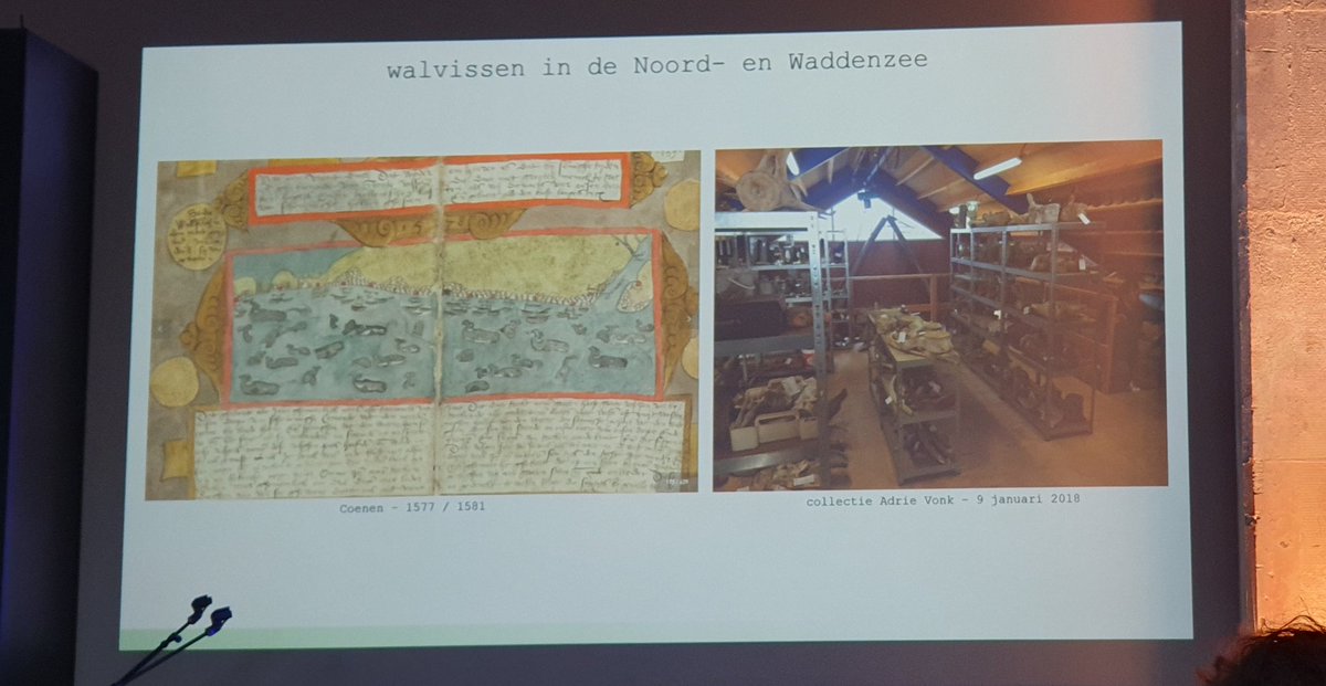 Walvissen horen gewoon historisch in de Noord- en Waddenzee. Open noordpool maakt dat grijze walvis de weg terug zou kunnen vinden. Grijze walvis is een mooie ambitie voor Noordzeeherstel! #NLWILD