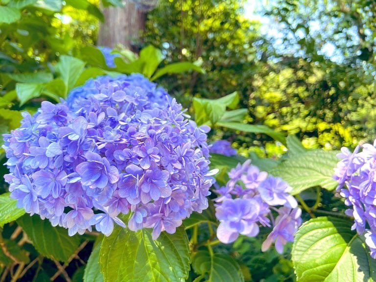 y_pieuma8's tweet photo. 今年のあじさいですっっ☔️ https://t.co/guo8h67mQJ