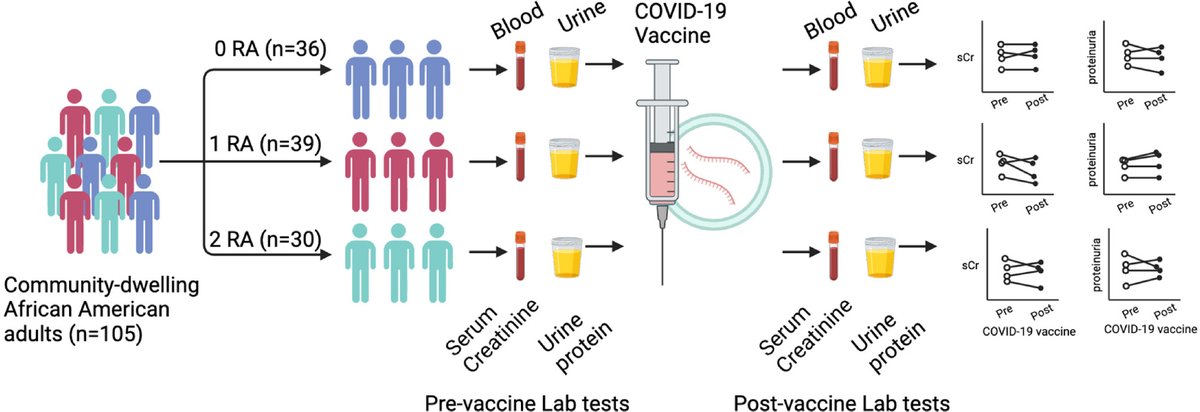 Opeyemi Olabisi (@opeyemiolabisi8) on Twitter photo APOL1 high-risk genotype is not associated with new or worsening of proteinuria or kidney function decline following COVID-19 vaccination - Kidney International Reports kireports.org/article/S2468-… <a href="/SarahENystrom/">Sarah E Nystrom</a> <a href="/DukeKidney/">Duke Kidney</a> APOL1 high-risk genotype is not associated with new or worsening of proteinuria or kidney function decline following COVID-19 vaccination - Kidney International Reports kireports.org/article/S2468-… <a href="/SarahENystrom/">Sarah E Nystrom</a> <a href="/DukeKidney/">Duke Kidney</a>