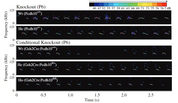 WöhrLab (@wohrlab) on Twitter photo The cell adhesion molecule protocadherin10 is linked to autism in humans. Together with the <a href="/SeuntjensLab/">SeuntjensLab</a>, we now show that mice with protocadherin10-deficient interneurons display alterations in amygdala development and socio-affective communication: royalsocietypublishing.org/doi/10.1098/rs… The cell adhesion molecule protocadherin10 is linked to autism in humans. Together with the <a href="/SeuntjensLab/">SeuntjensLab</a>, we now show that mice with protocadherin10-deficient interneurons display alterations in amygdala development and socio-affective communication: royalsocietypublishing.org/doi/10.1098/rs…