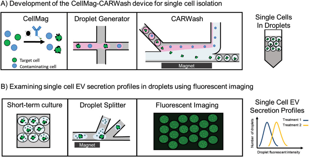 BaileyLab (@baileylab_um) on Twitter photo Congrats to Dr. Claire Cook on her recent co-authored publication in Advanced Biology! Congrats, also, to Dr. Nico Mesyngier for the work he contributed to this publication! 🥳<a href="/cdcook23/">Claire Cook</a> @TheMesyngier
pubs.acs.org/doi/10.1021/ac… Congrats to Dr. Claire Cook on her recent co-authored publication in Advanced Biology! Congrats, also, to Dr. Nico Mesyngier for the work he contributed to this publication! 🥳<a href="/cdcook23/">Claire Cook</a> @TheMesyngier
pubs.acs.org/doi/10.1021/ac…
