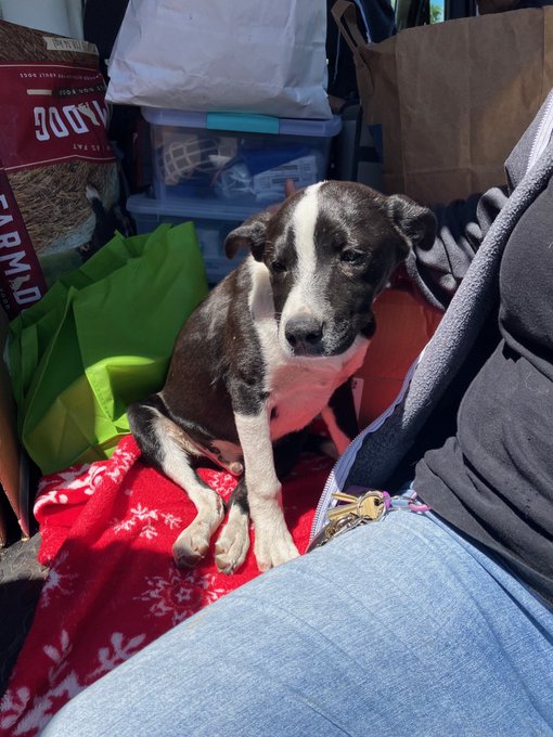 Watch WeRateDogs's leaked NSFW photo on TwXstars