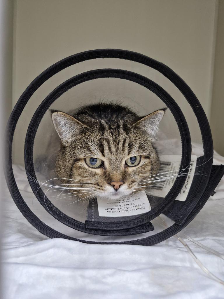 Плохой мальчик в квадрате.