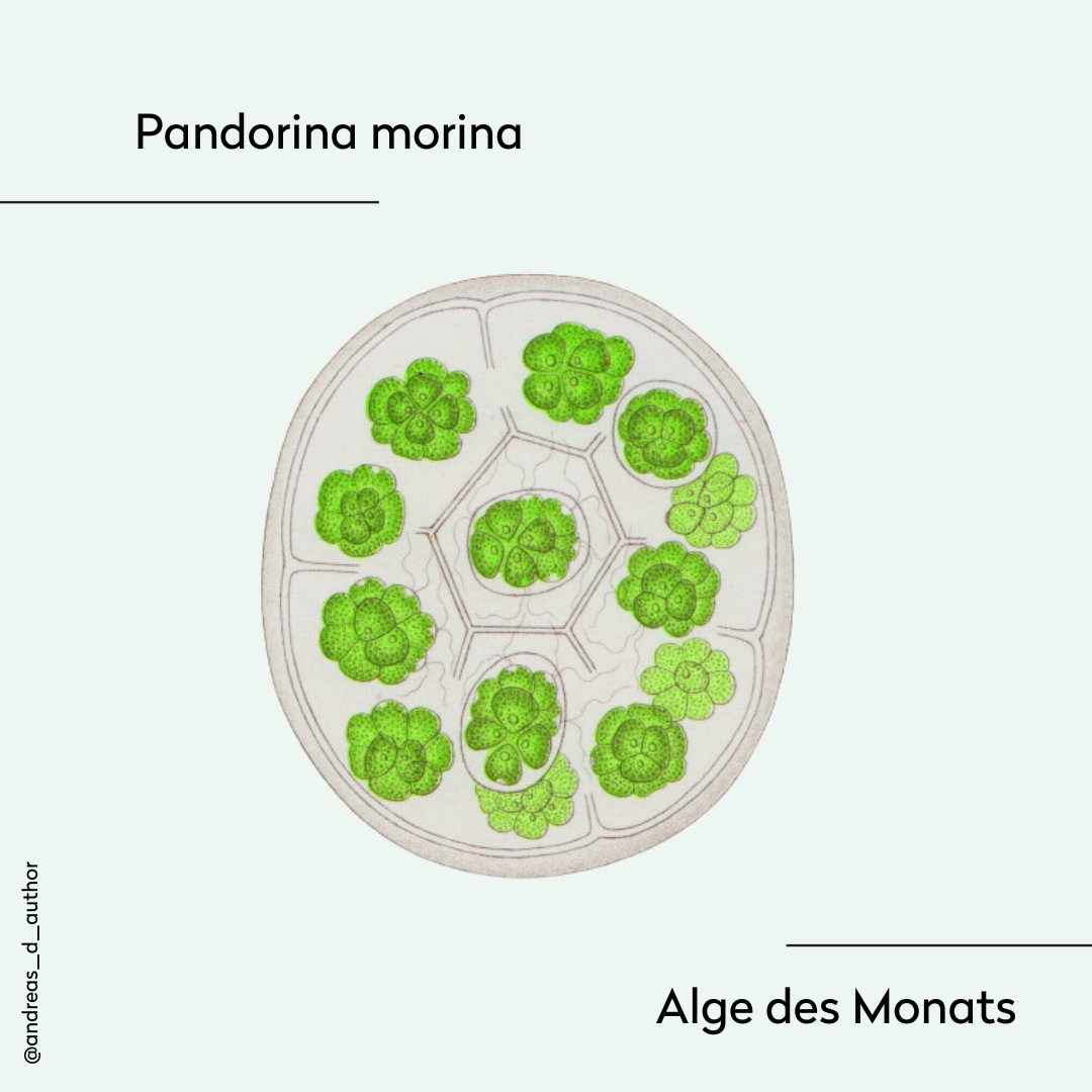 Freue mich, die Alge des Monats vorzustellen: Pandorina morina. Nathanael Pringsheim entdeckte in dieser Grünalge eine Urform sexueller Fortpflanzung.
#Algenliebe #Meeresgrün #Algenforschung #Algenbiologie #Algenwelt #Algenbegeistert #Meerespflanzen #Algenreich #GrüneMeereswelt