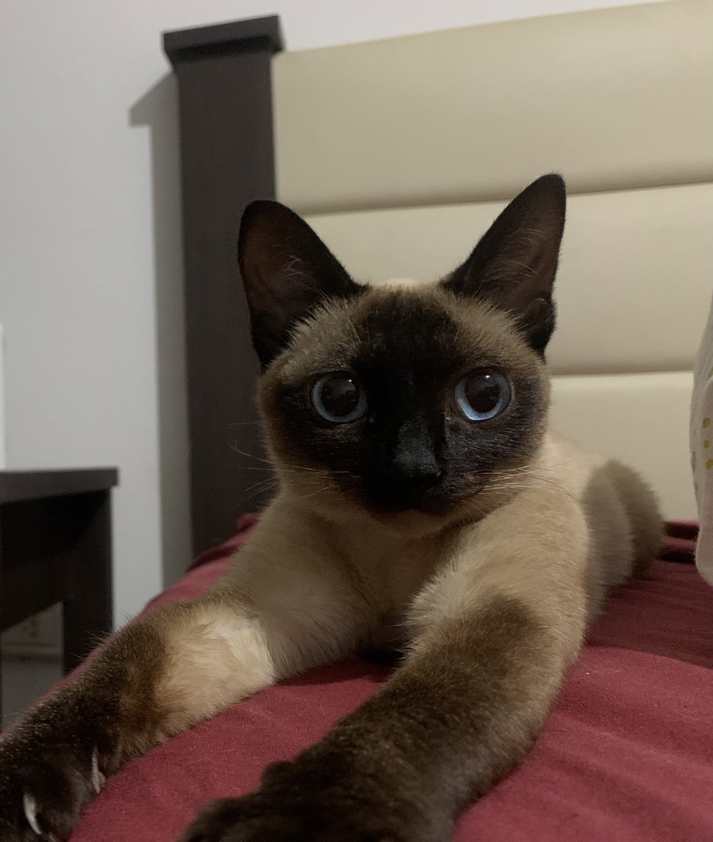 Tanto pero tanto extraño a mi gata, como te necesito Chinchuda de mi vida :(((