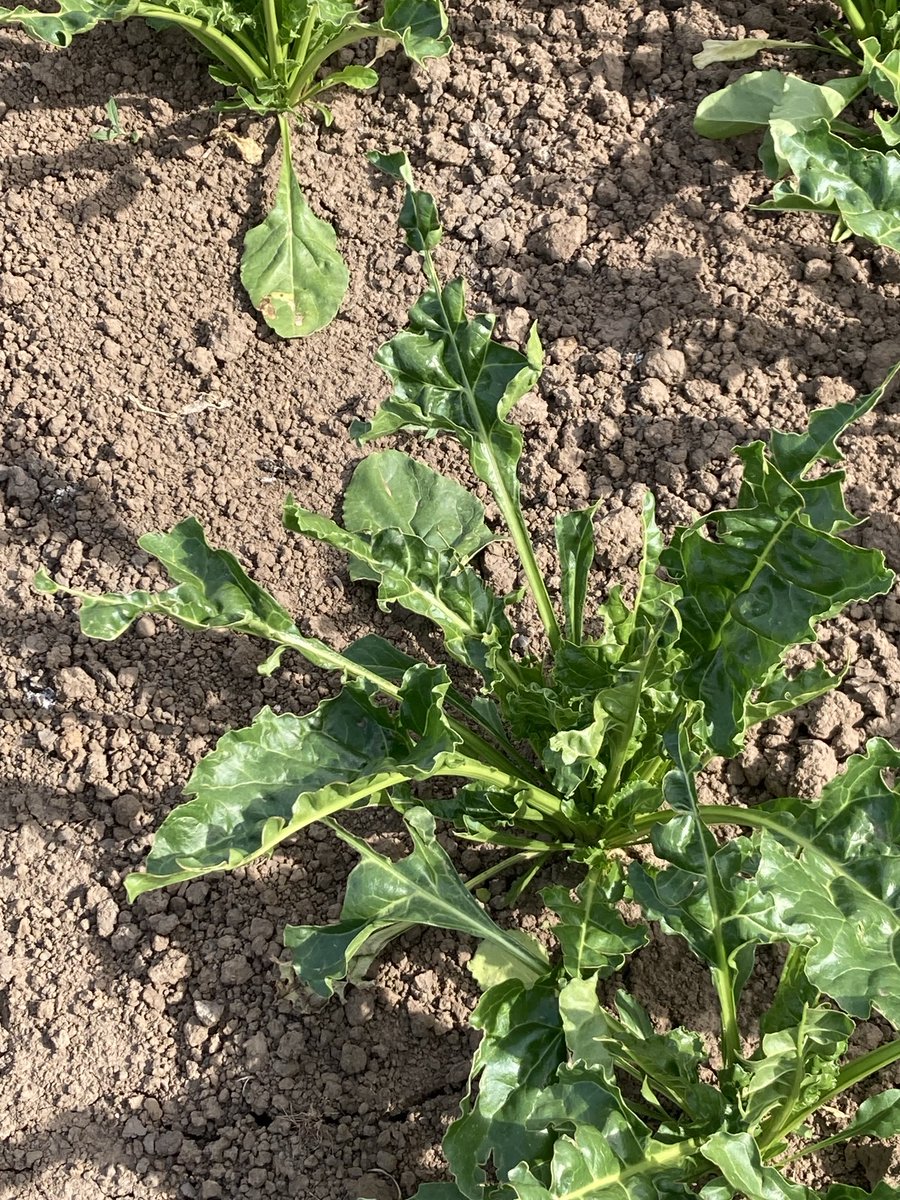 David Paul Rushmer (@davidprushmer) on Twitter photo ā¦@Hutchinsons_Agā© ā¦<a href="/BritishSugar/">British Sugar</a>ā© I have never seen pigeons attack sugar beet leaves as much as they have this year. Is it because the pigeon population has exploded or a lack of alternative food sources or another reason? ā¦@Hutchinsons_Agā© ā¦<a href="/BritishSugar/">British Sugar</a>ā© I have never seen pigeons attack sugar beet leaves as much as they have this year. Is it because the pigeon population has exploded or a lack of alternative food sources or another reason?