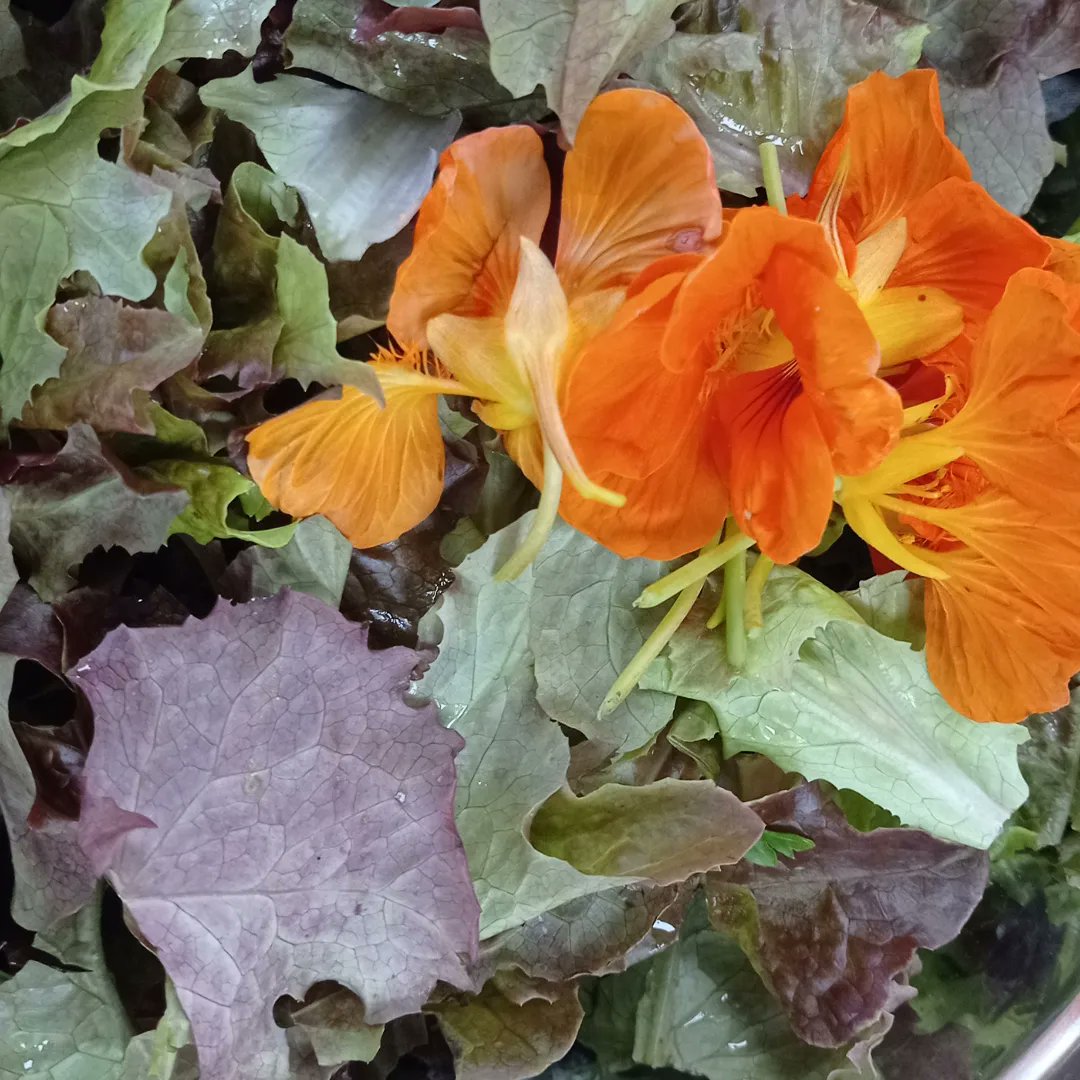So great to be able to use salad leaves from the <a href="/HannahMorePri/">Hannah More Primary</a> school garden in our community lunch at the school today. They looked beautiful and tasted delicious @FriendsHannahM